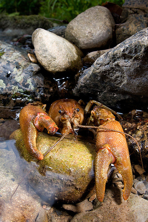 Austropotamobius pallipes